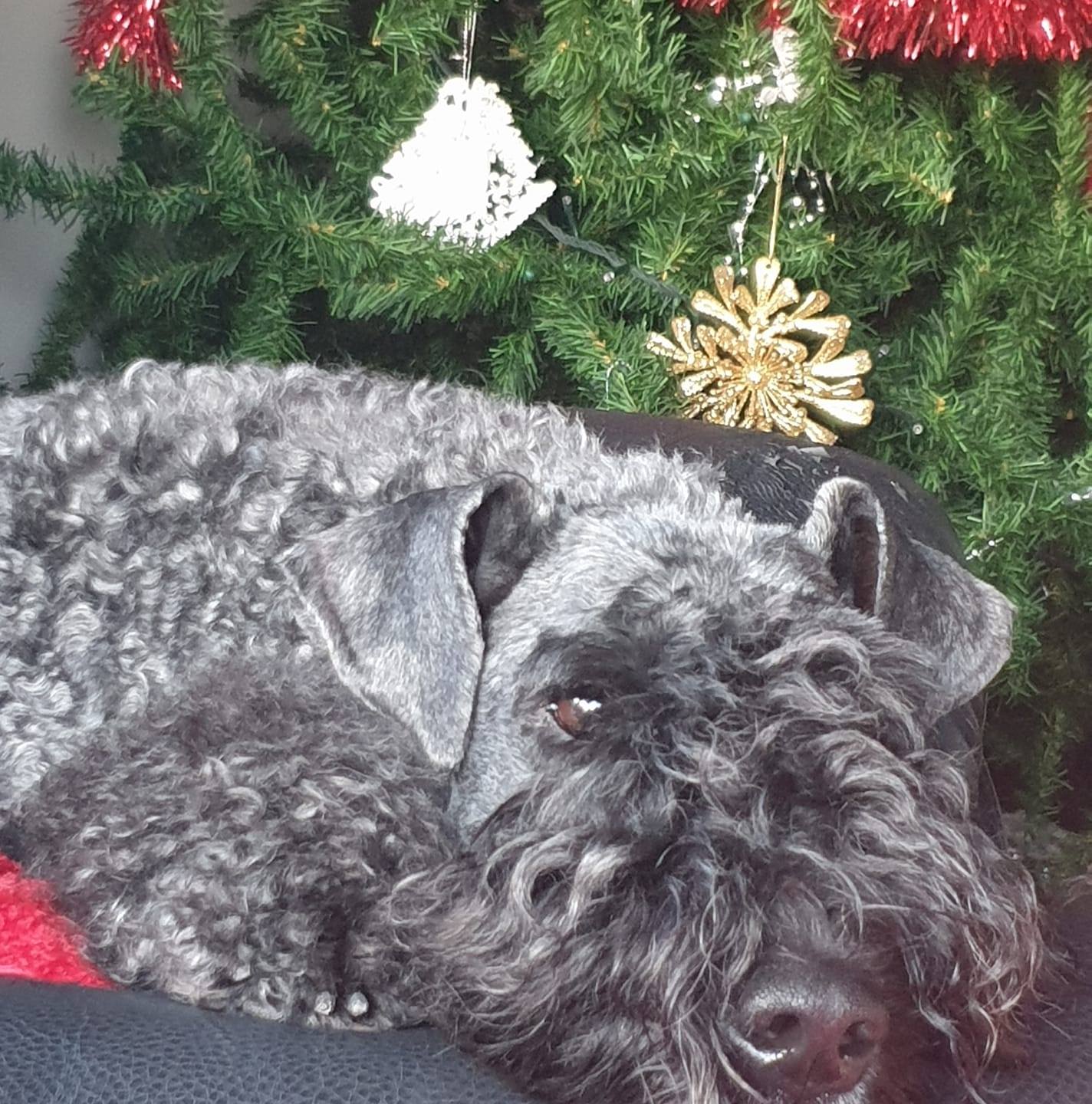 Kerry Blue Terrier at home