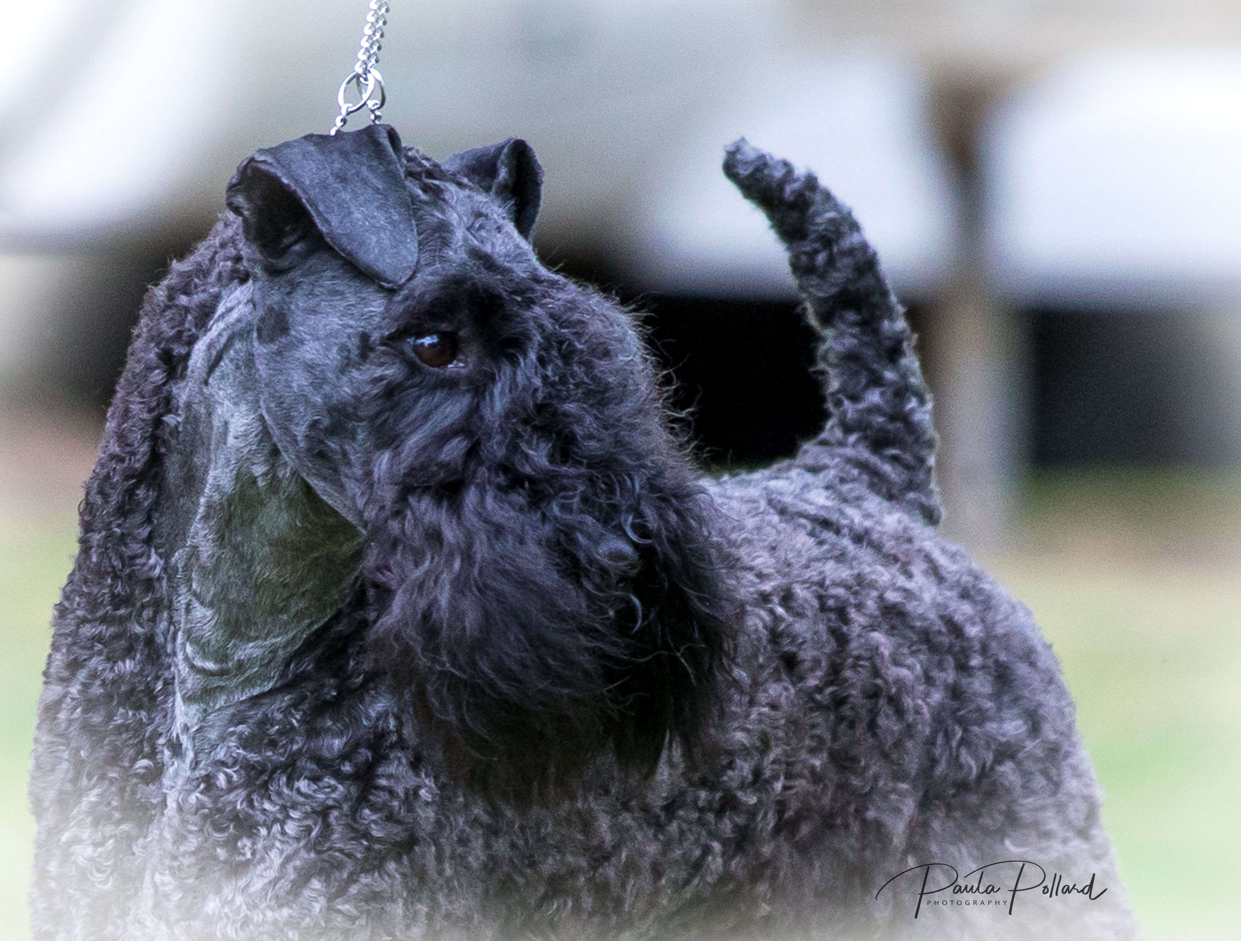 Kerry Blue Terrier outdoor time