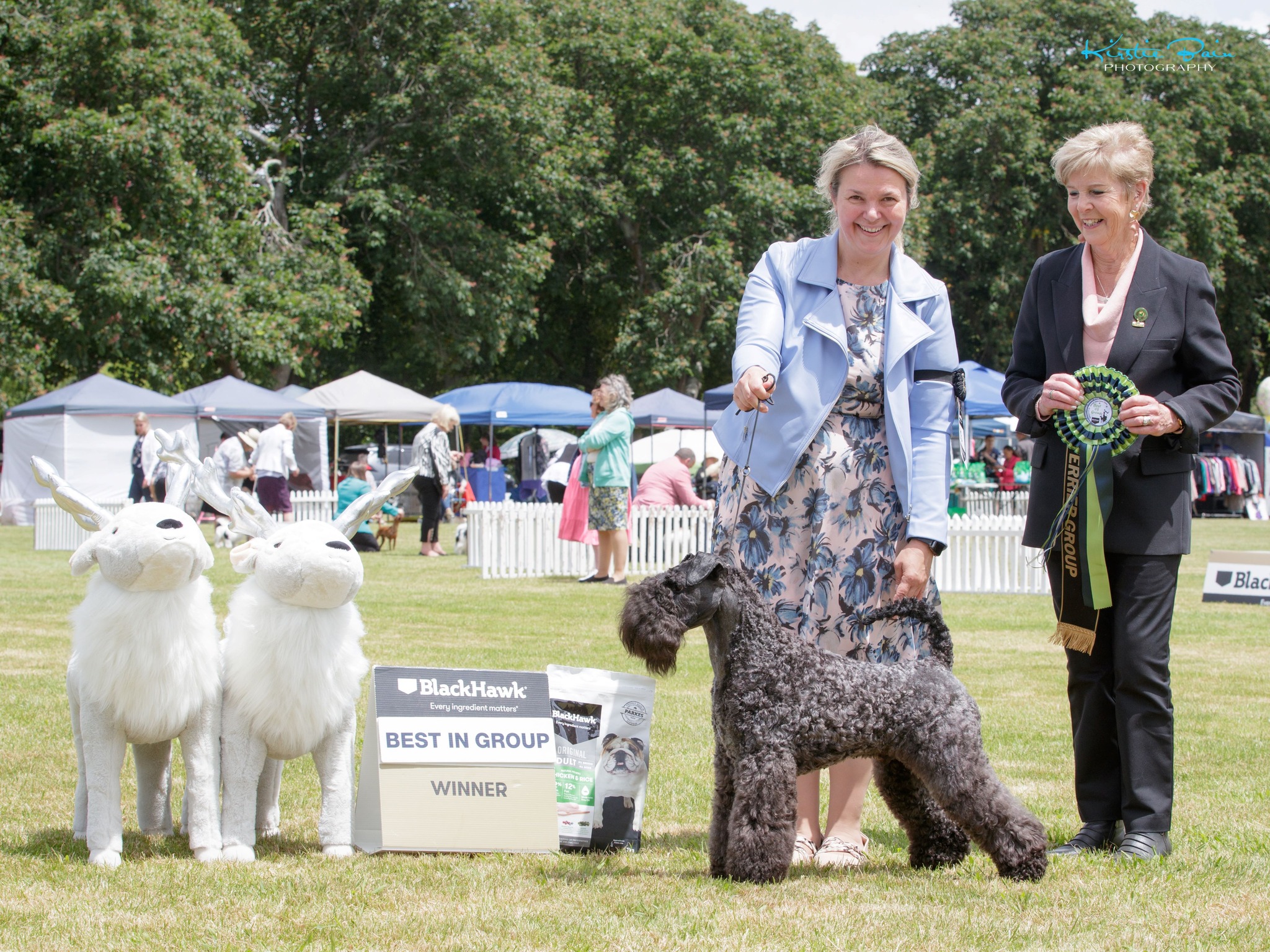 Kerry Blue Terrier at home