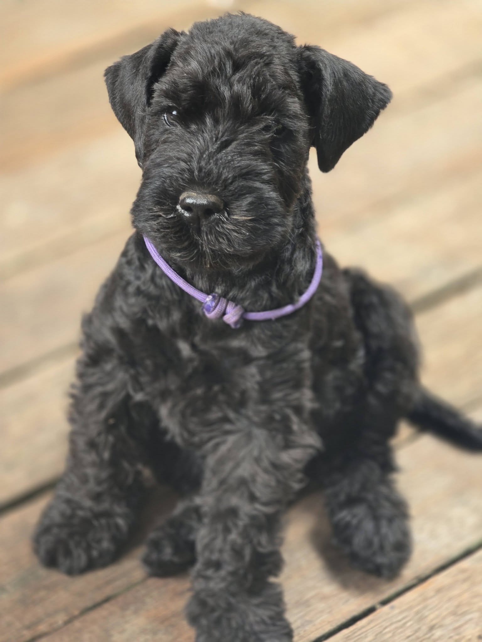 Kerry Blue Terrier puppy