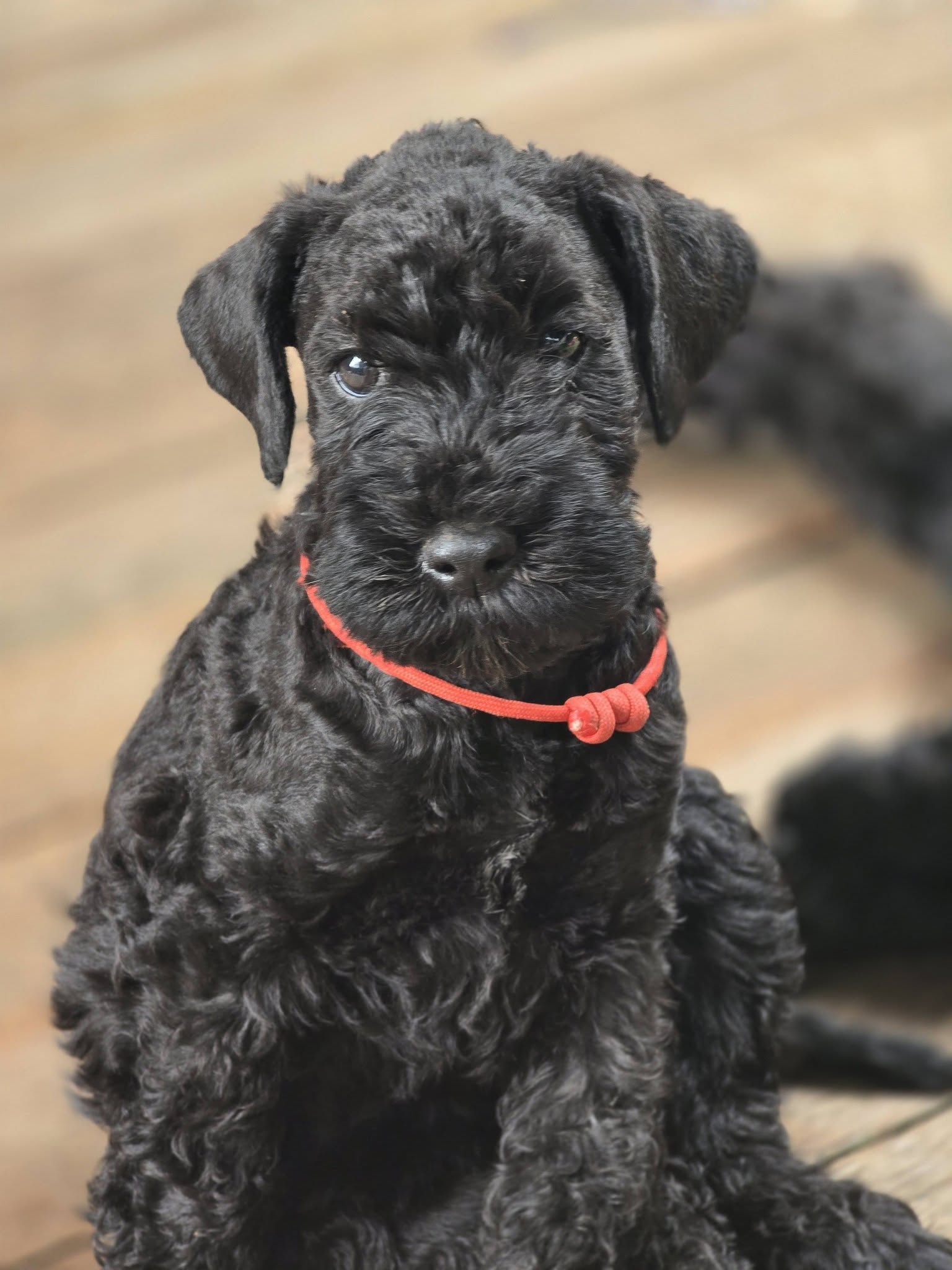 Kerry Blue Terrier puppy