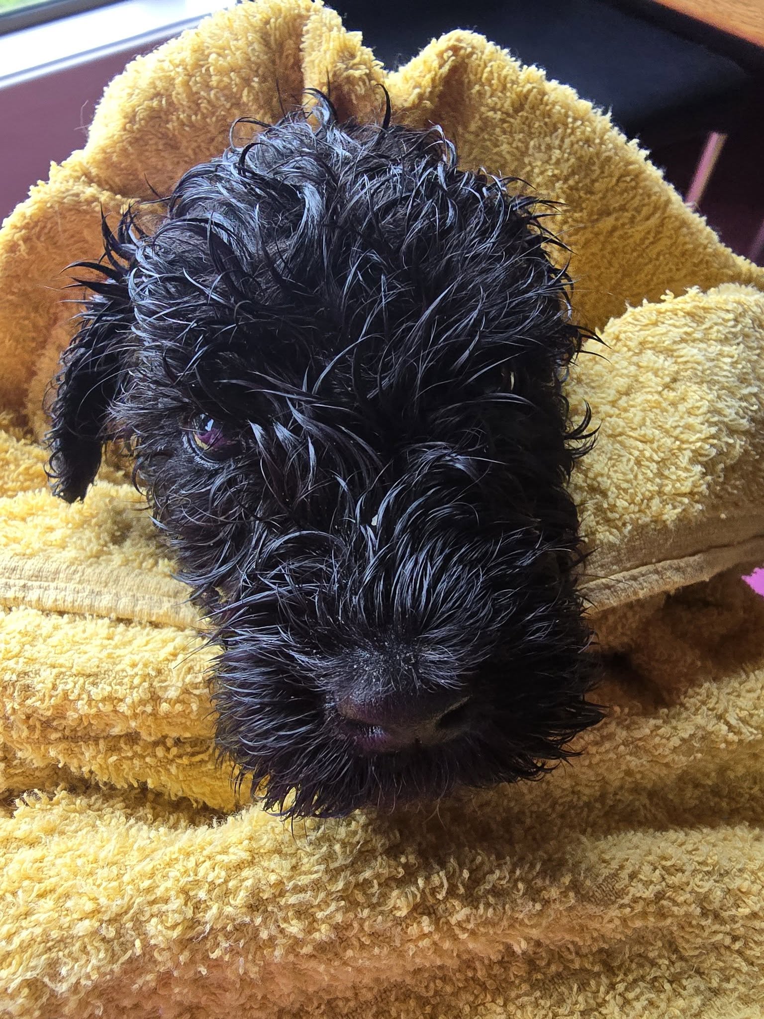 Kerry Blue Terrier puppy